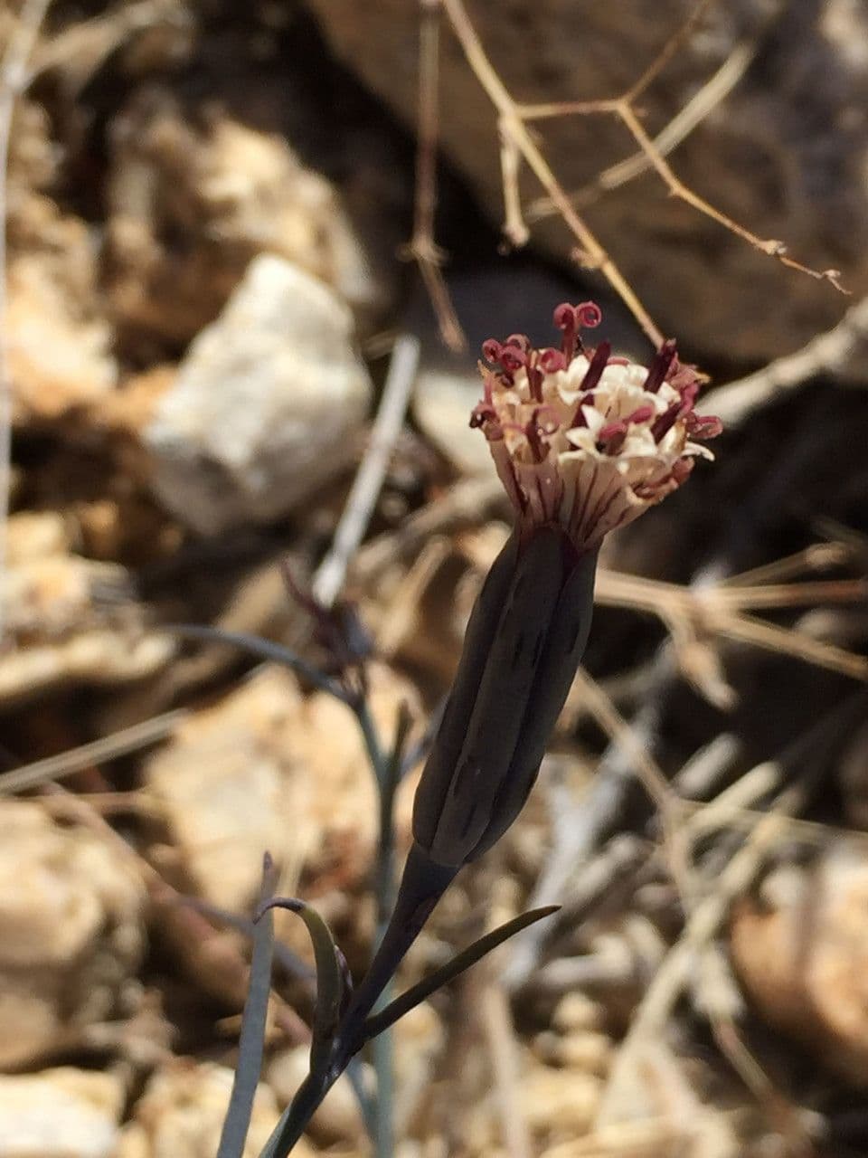 Porophyllum 7