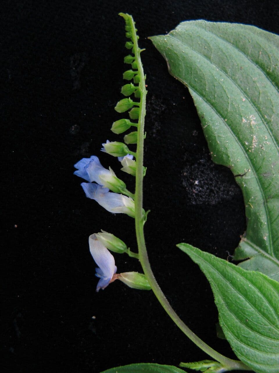Rhynchoglossum 2