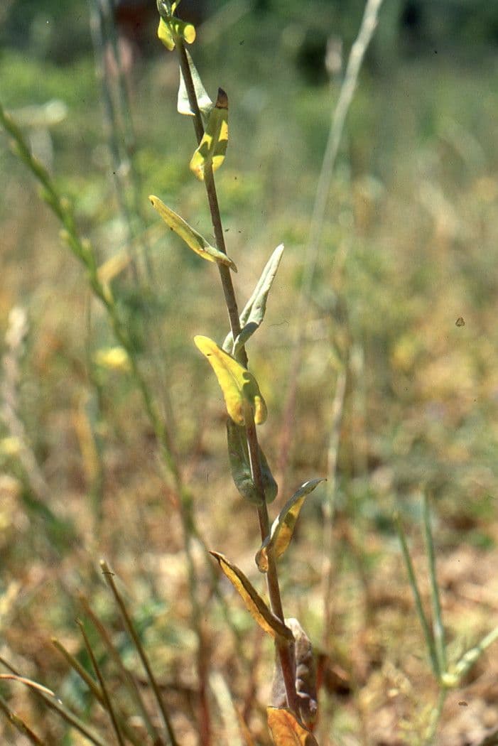 Myagrum perfoliatum 24