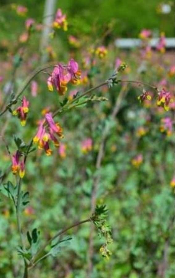 Capnoides sempervirens
