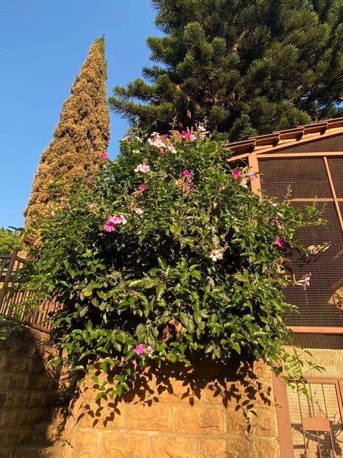 Mandevilla 14