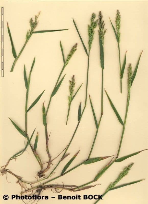 Grünes Bartgras 28