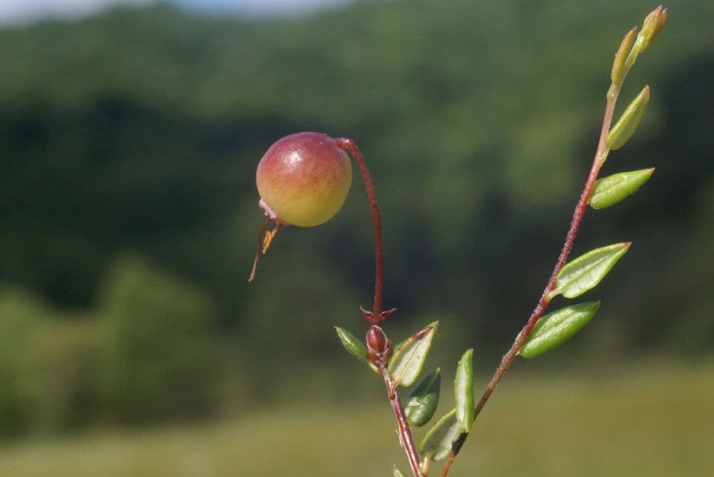 Vaccinium microcarpum 4