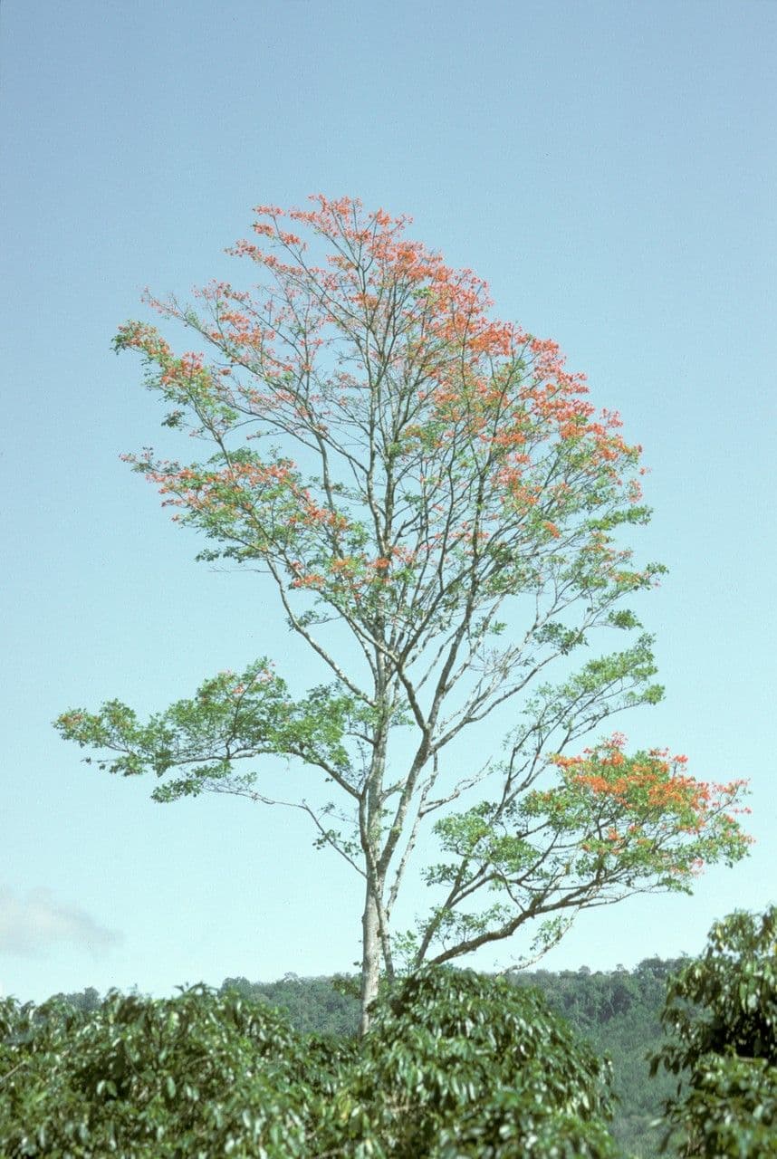Poeppigs Korallenbaum 5