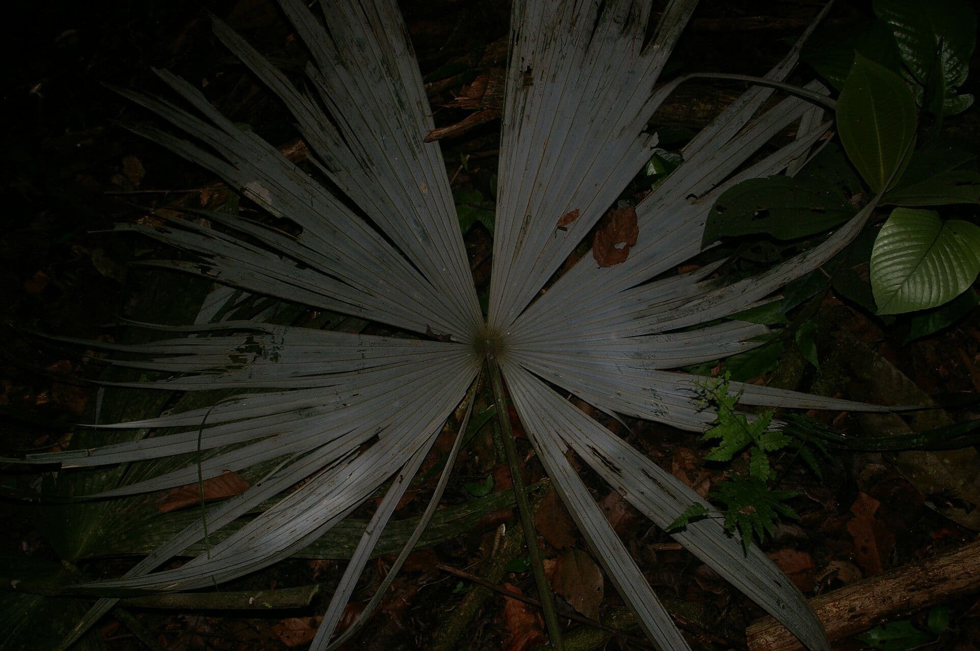Křoviš 4