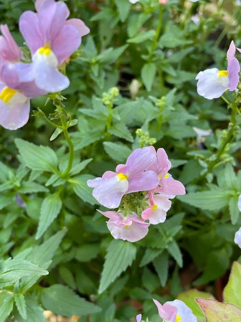 Nemesia arbustiva 3