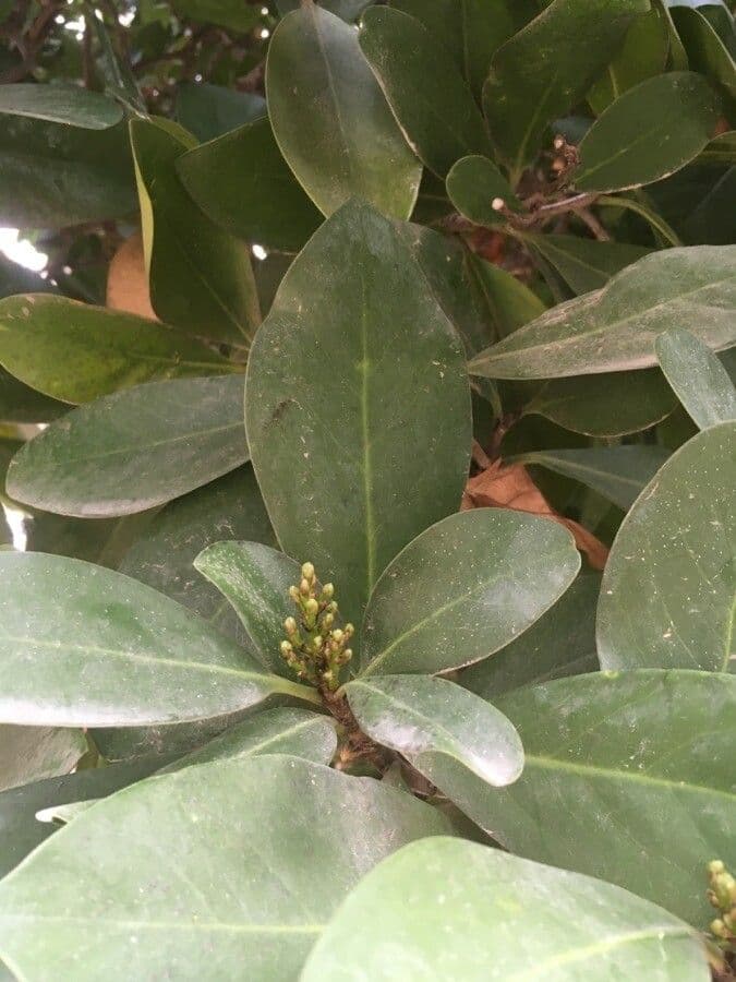 Karapofrucht 7