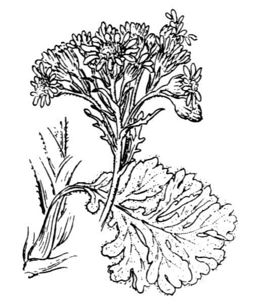 Senecio leucofillo 21