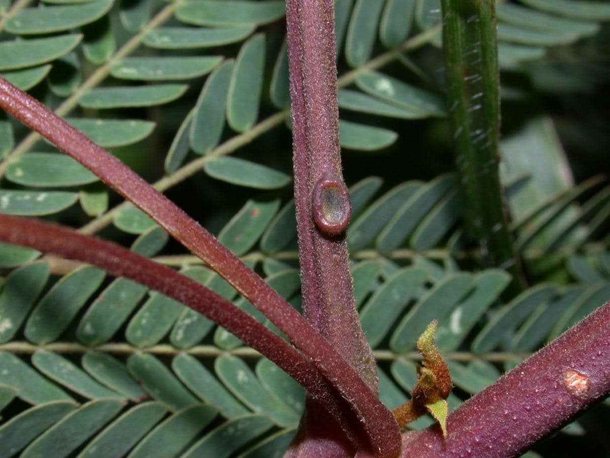 Albizia carbonaria 23