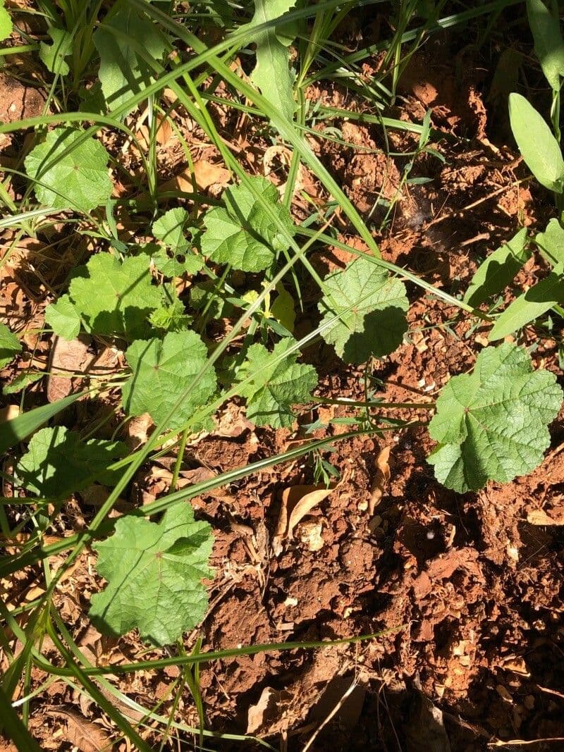 Malva minore 12