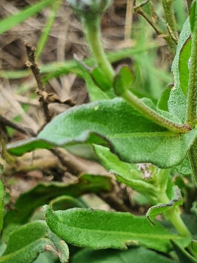 Vernonia