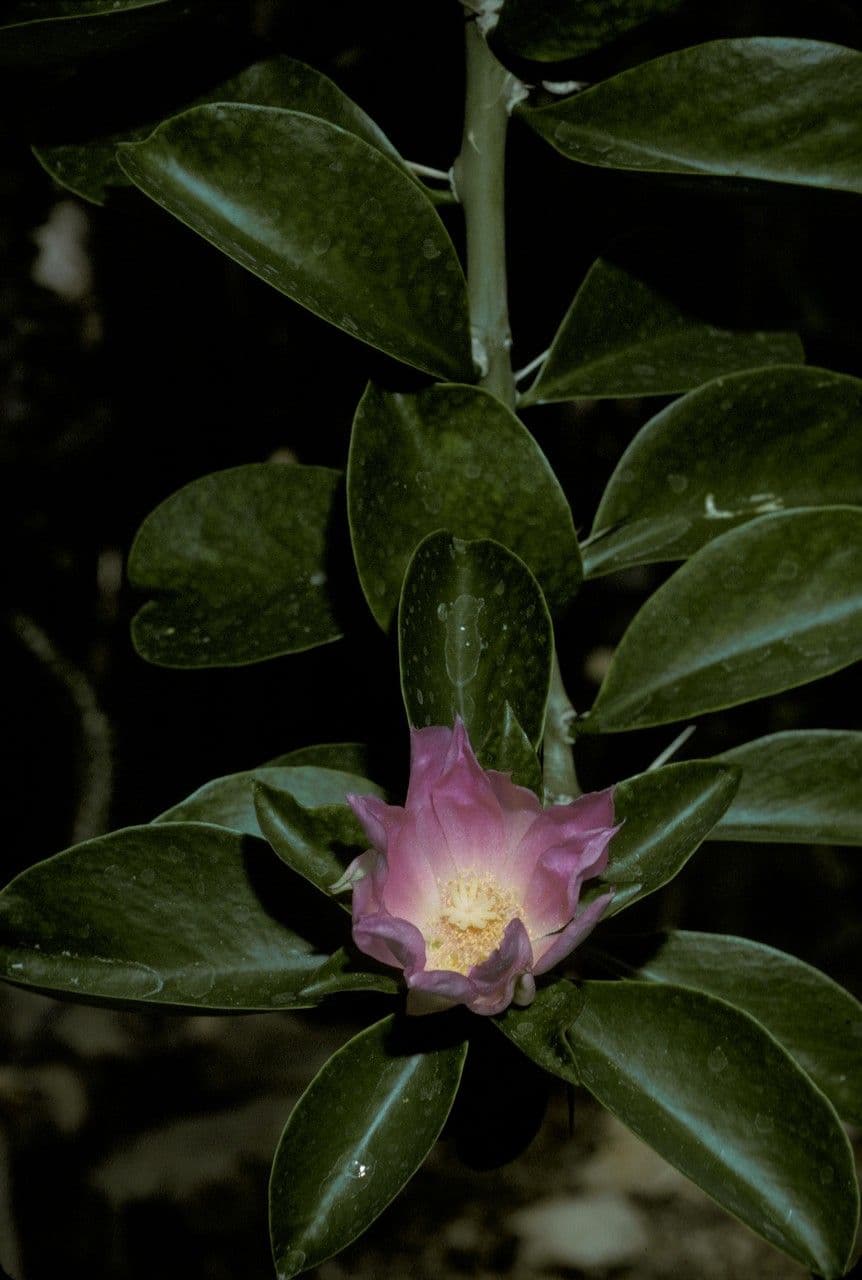 Pereskia 3