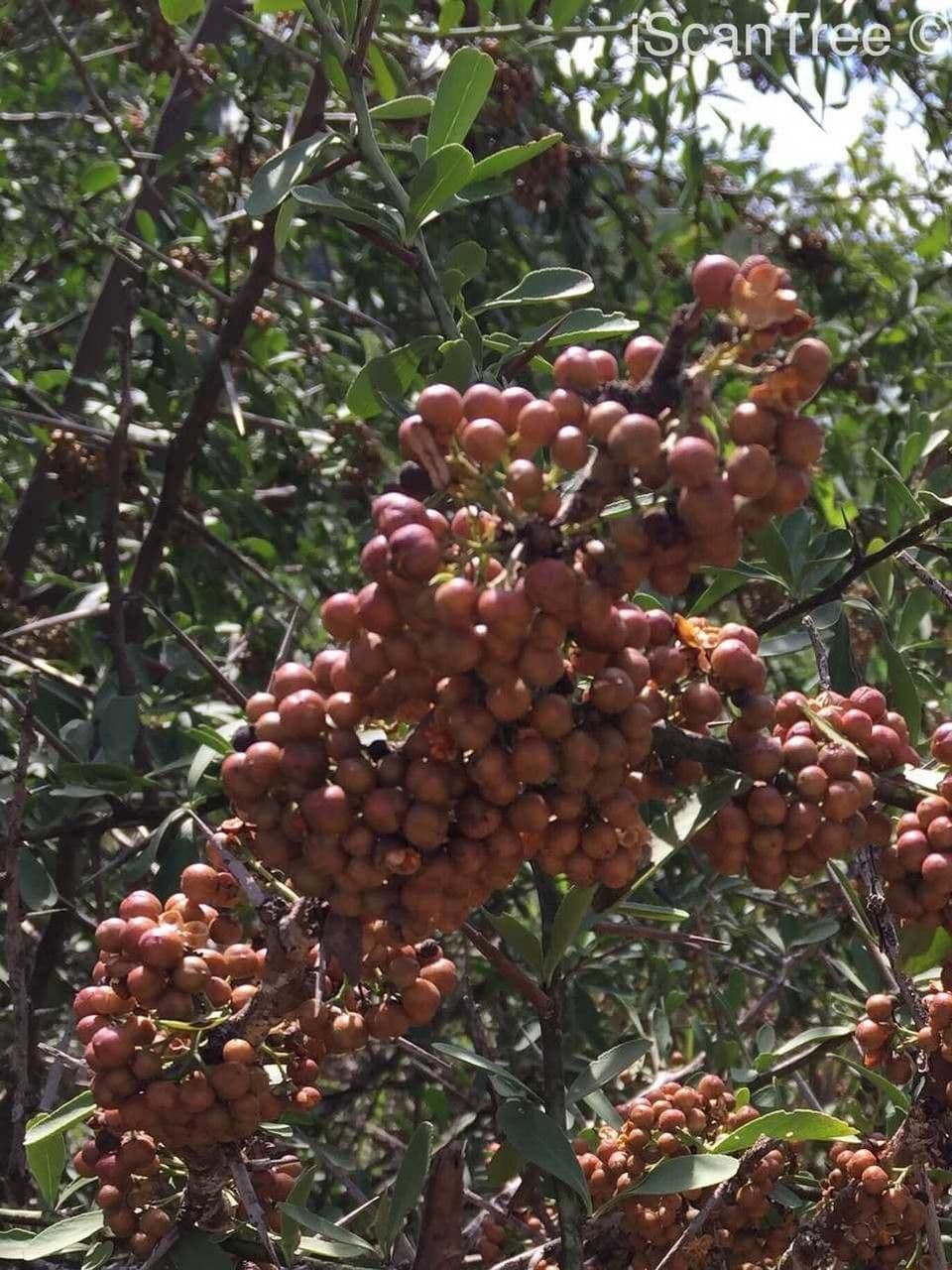 Spino di bosso 4