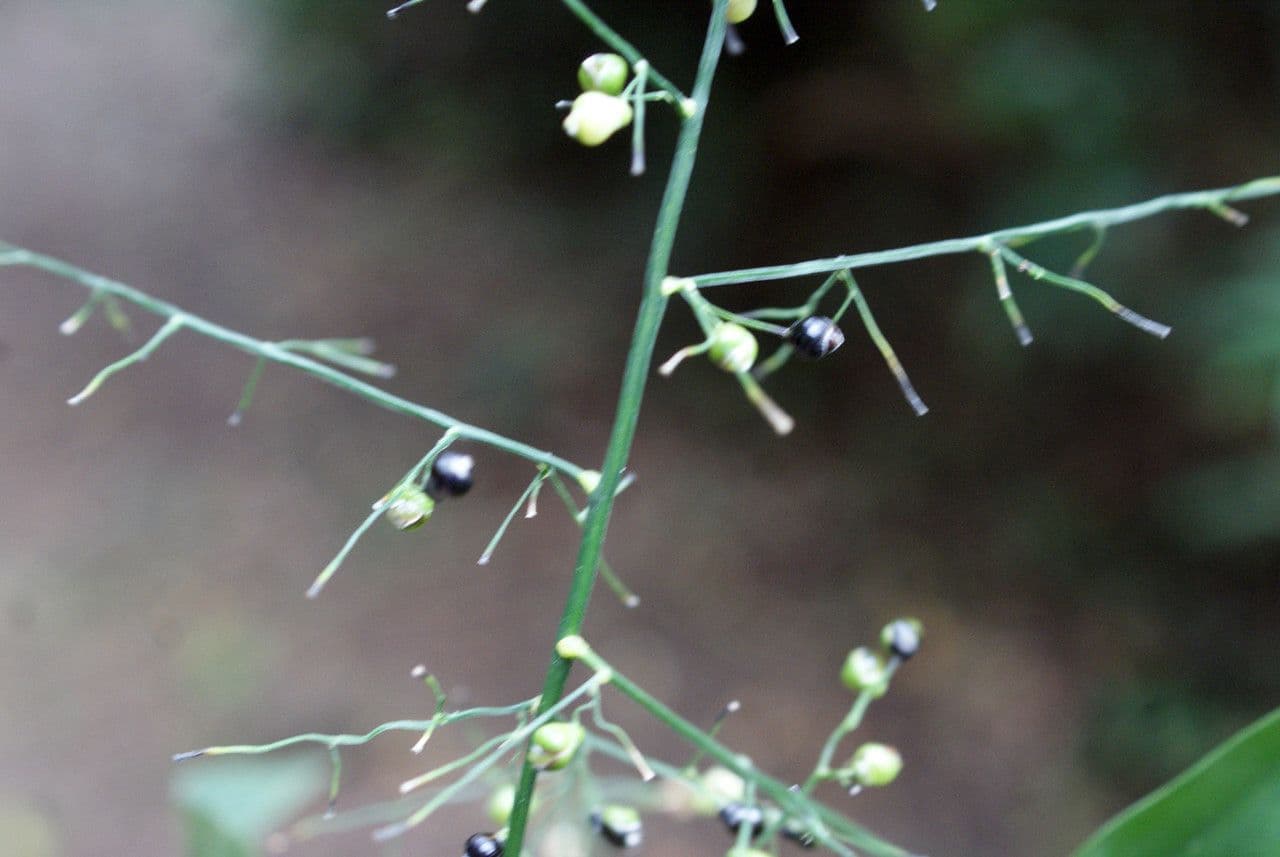 Lasiacis maculata 5
