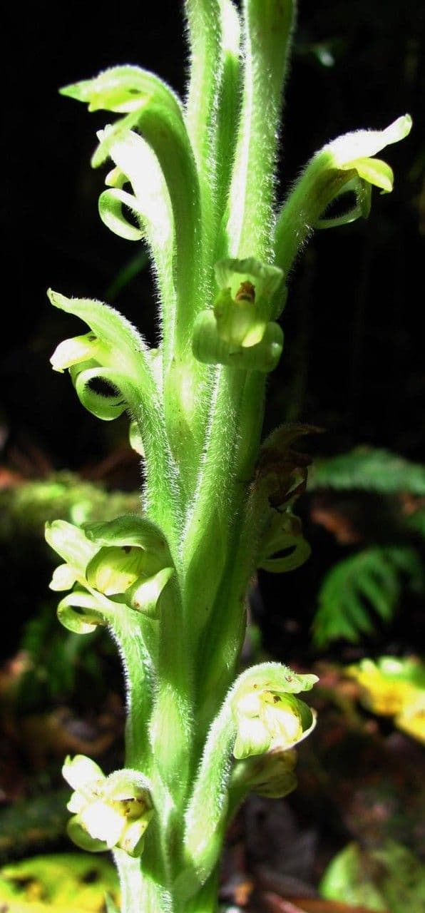 Sarcoglottis