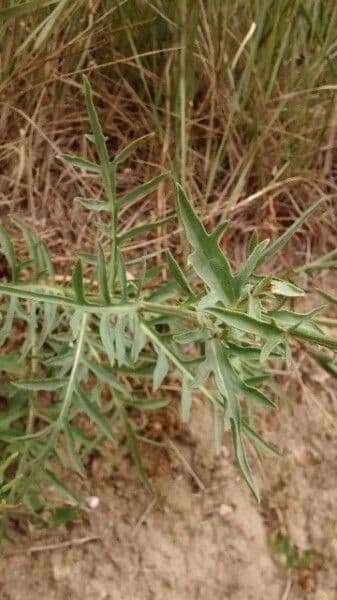 Centaurea collina 19
