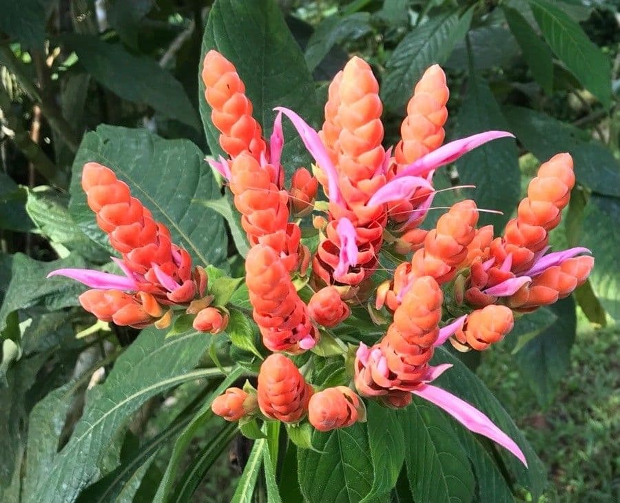 Aphelandra 2