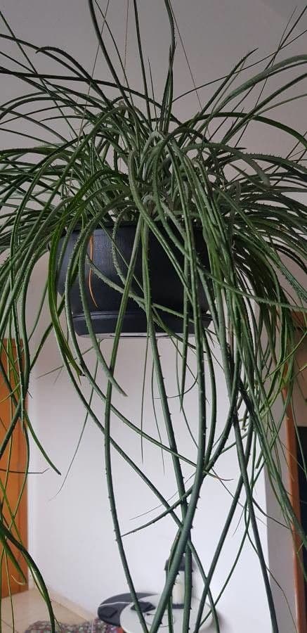 Acanthostachys 4
