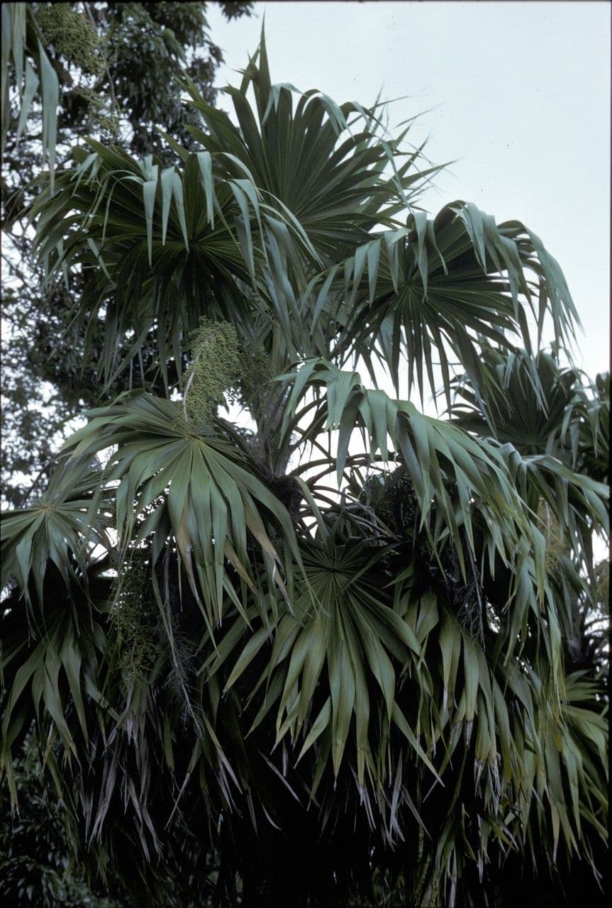 Thrinax 2