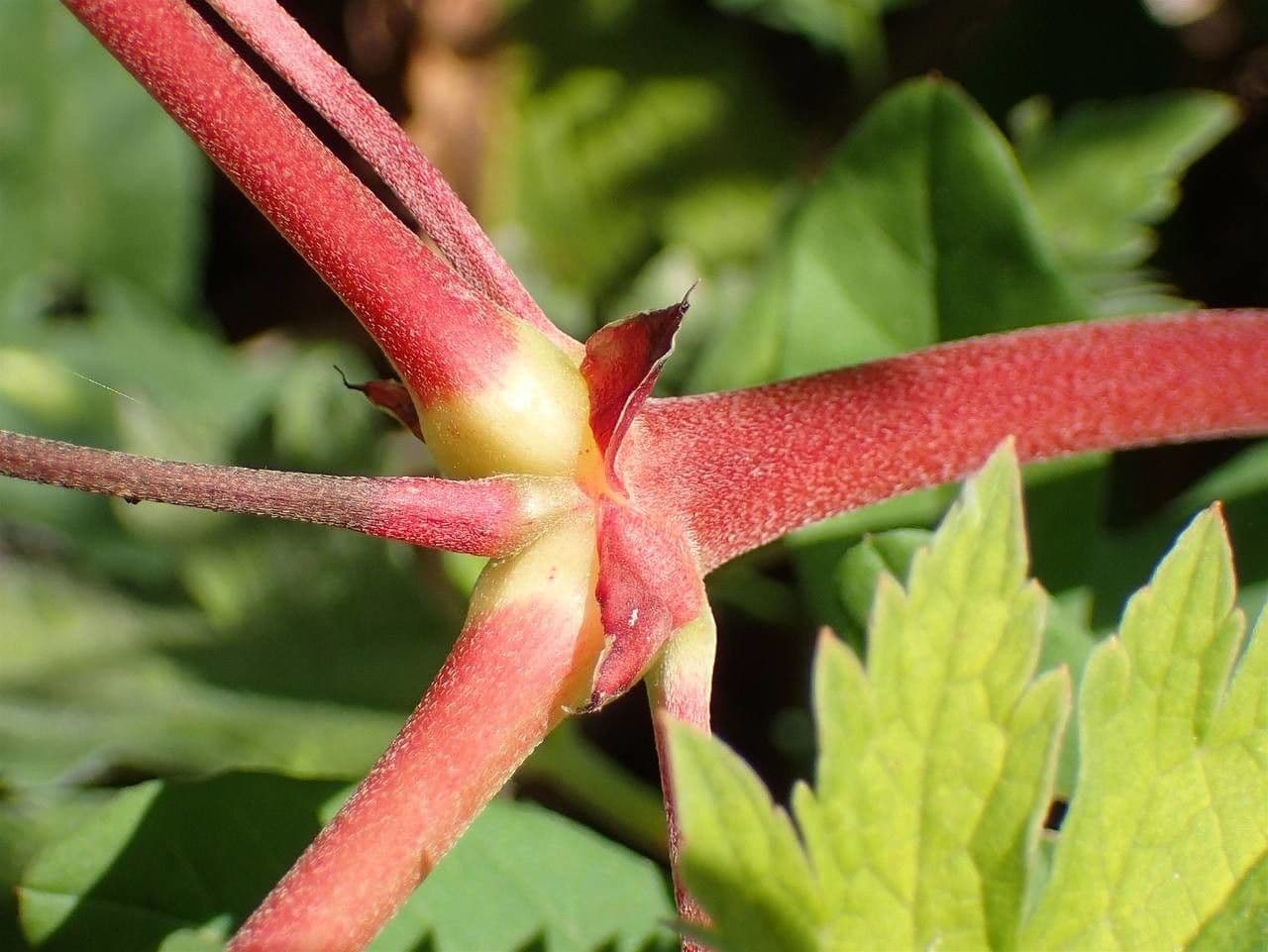 Storchschnabel 19