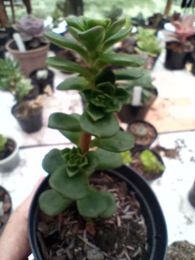Echeveria 3