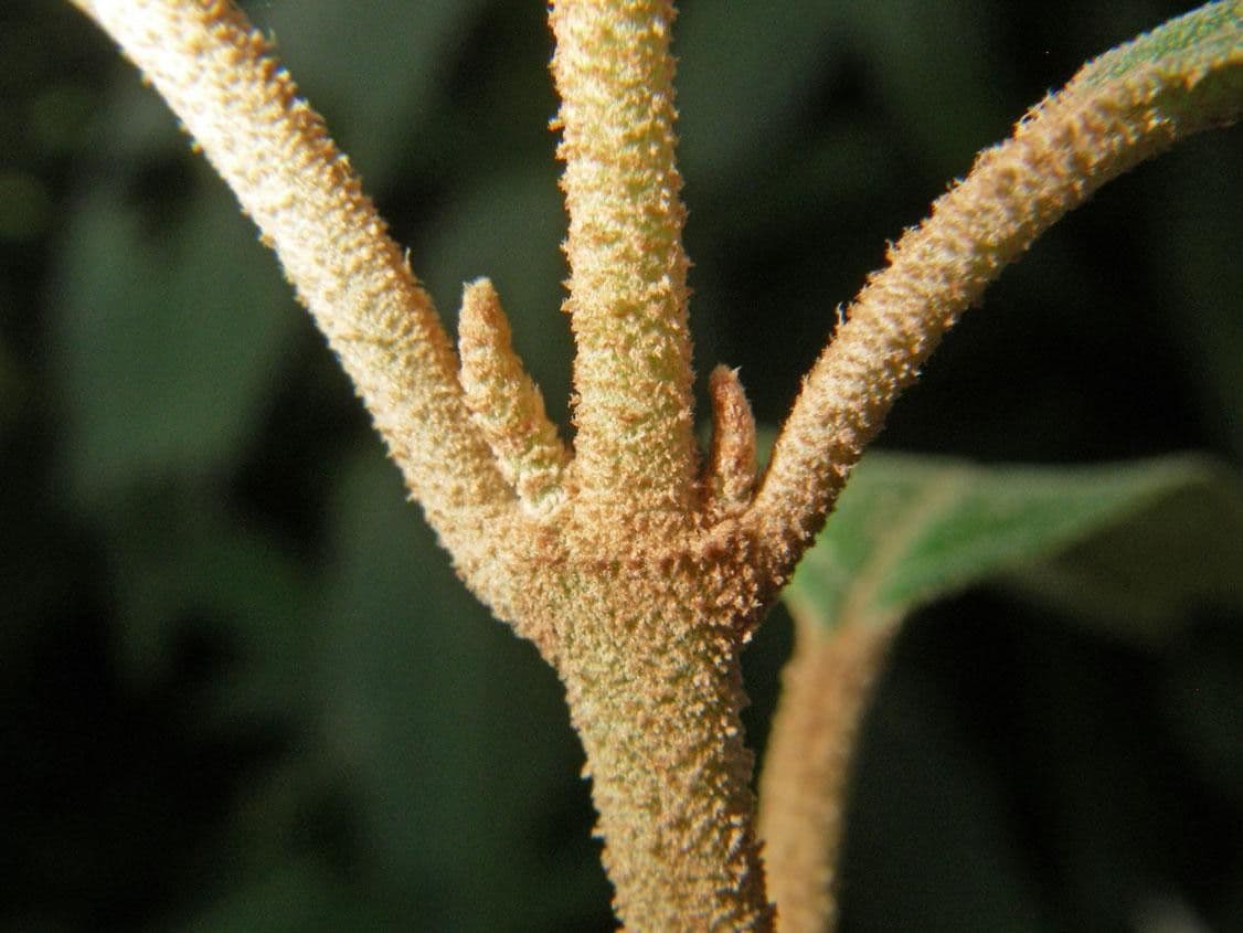 Miconia xalapská 19