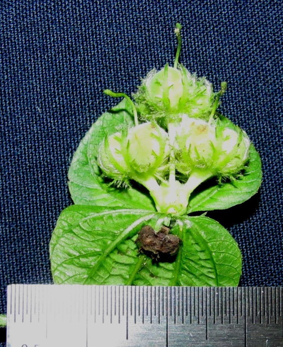 Dalechampia 23