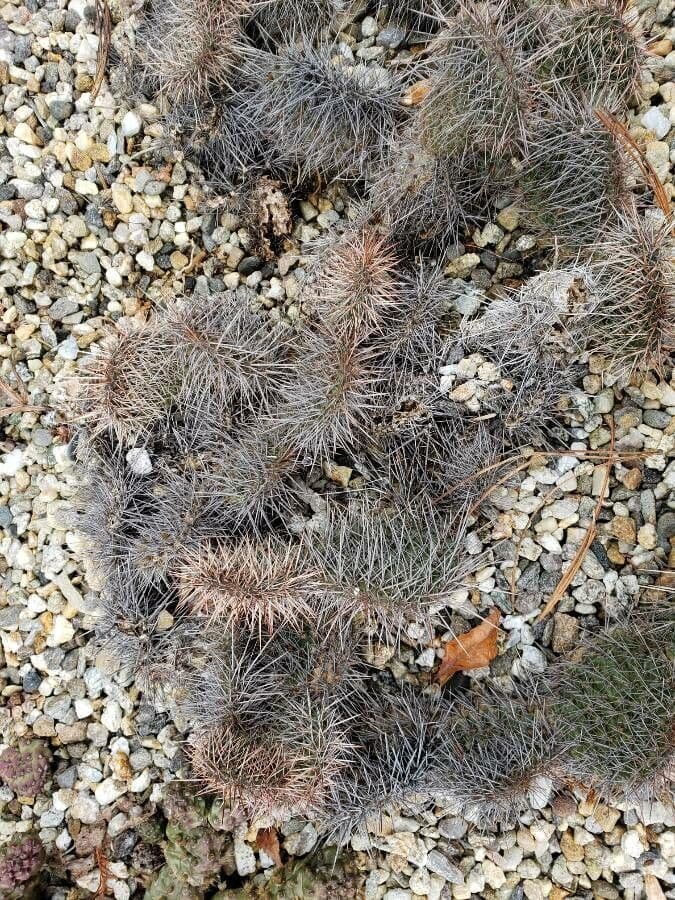 Nopal espinoso 14
