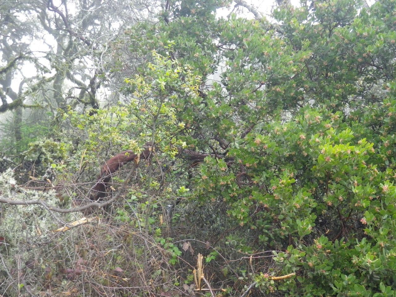 Arctostaphylos virgata 5