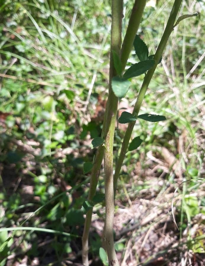 Sida spinosa 18