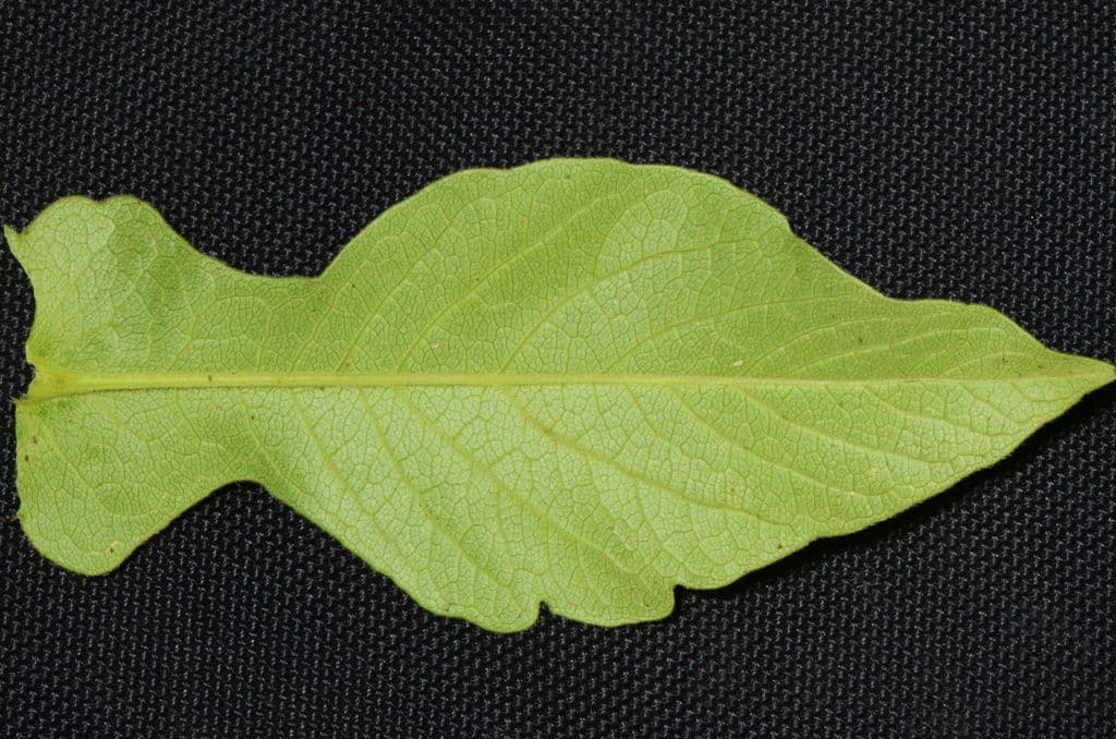 Triosteum perfoliatum 14