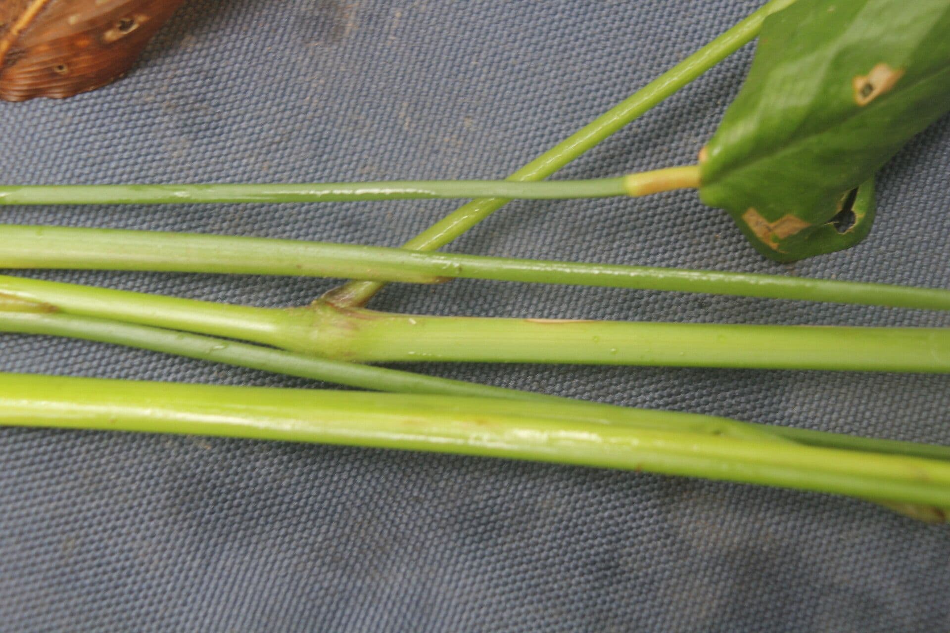 Maranta