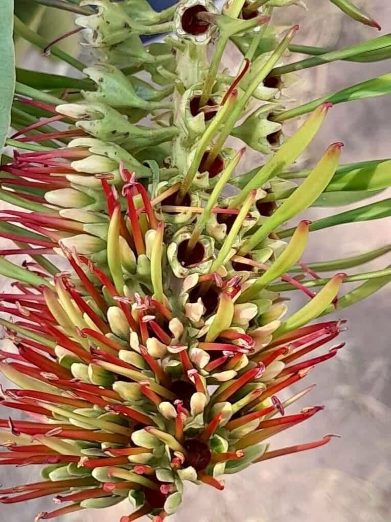 Acrocarpus 4