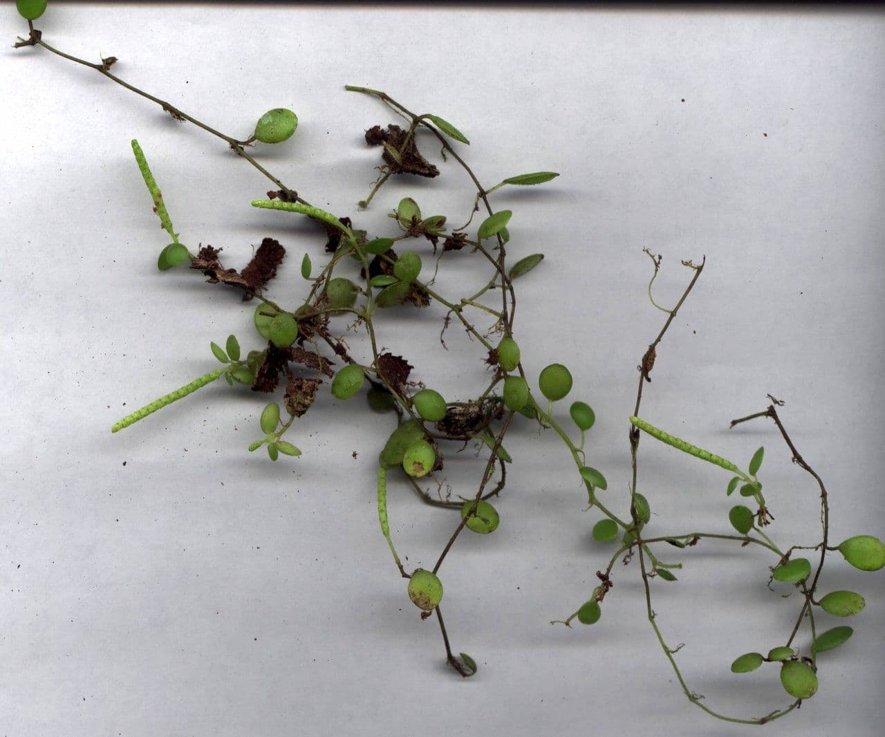 Peperomia 22