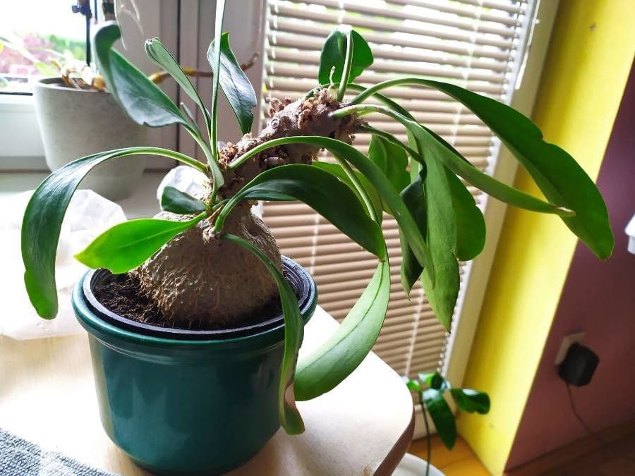 Pianta formica di Beccari 5