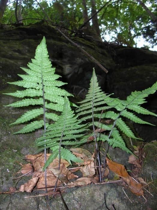 Deparia petersenii 4