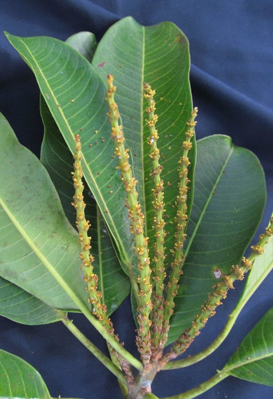 Sapium 5