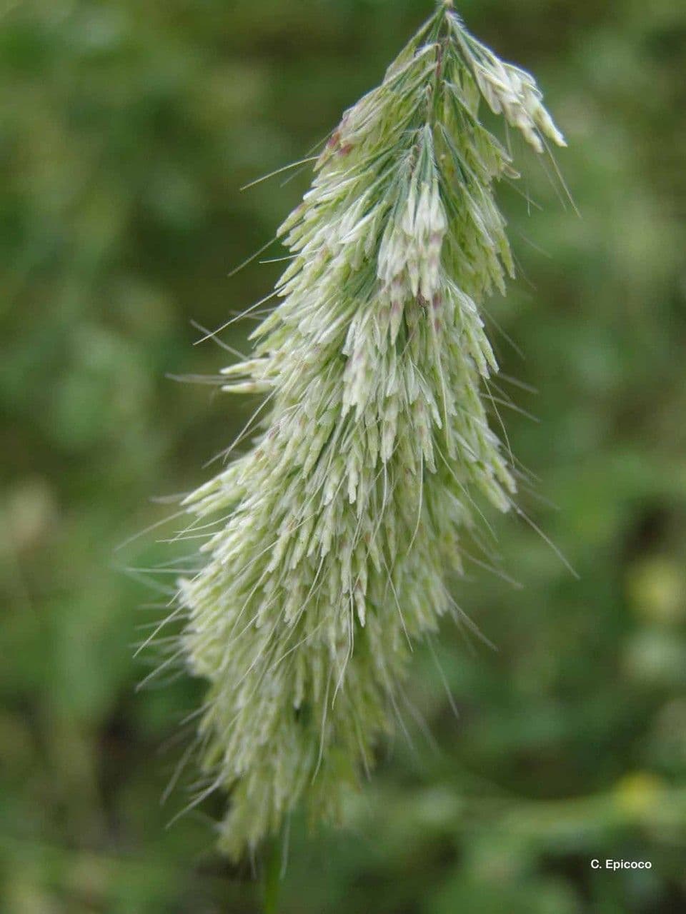 Lamarckia dorata
