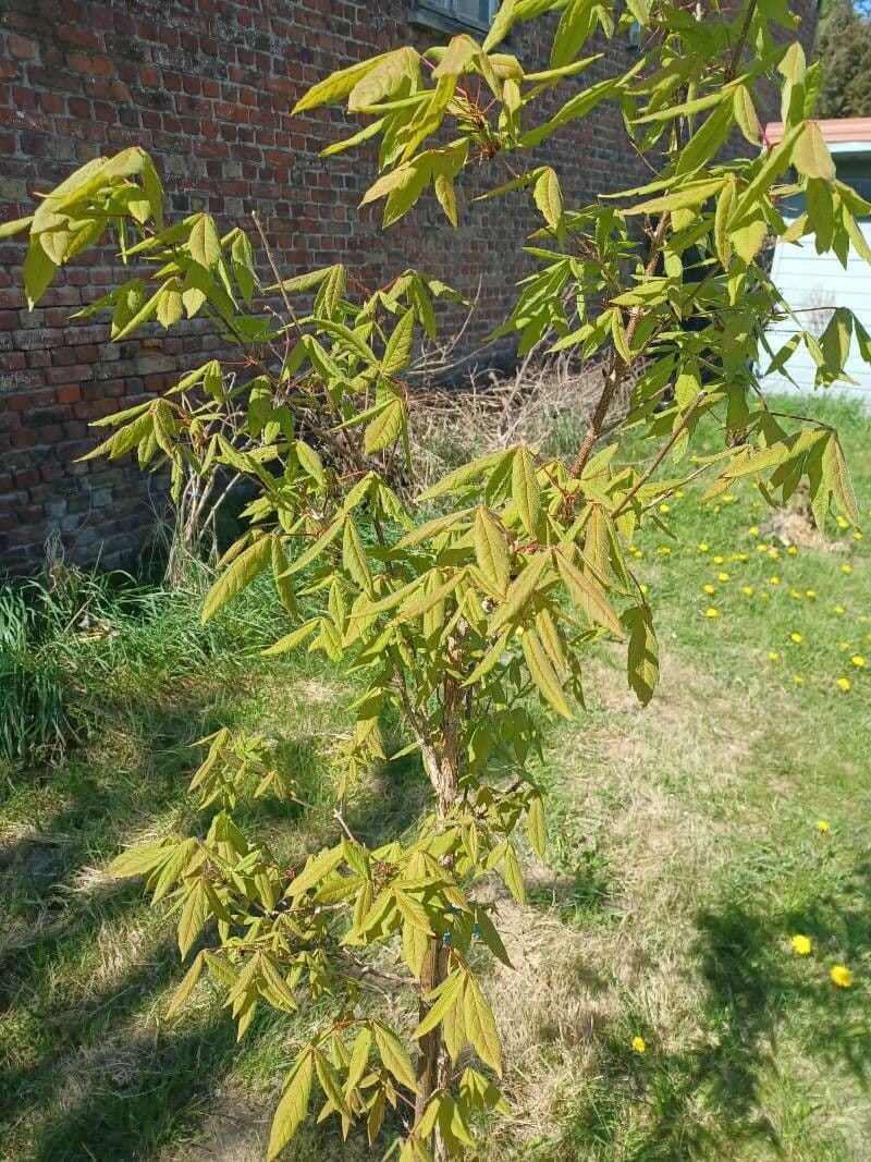 Érable à trois fleurs 9