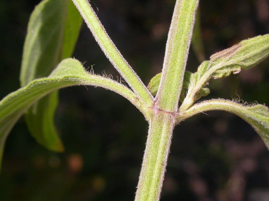 Gefleckte Monarde 18