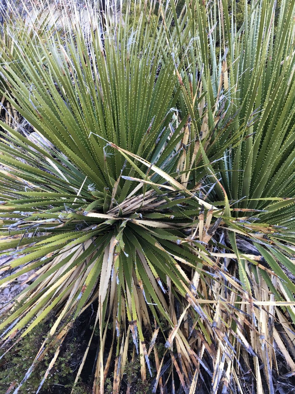 Grünes Sotol 5