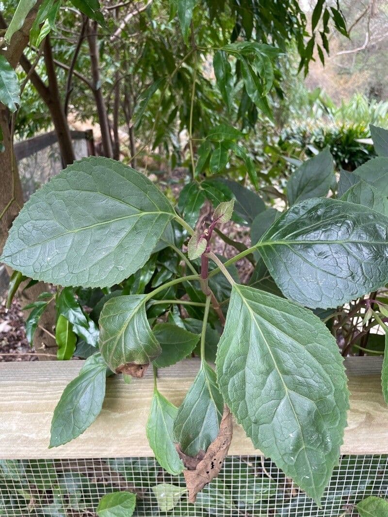Bartlettina sordida 10