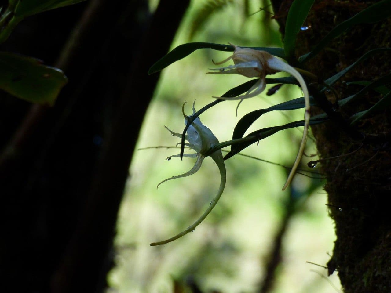 Orchidea 2