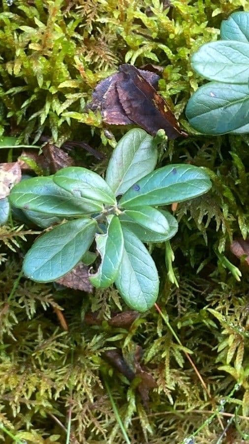 Borówka brusznica 18