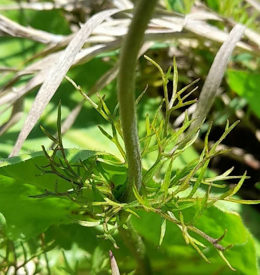 Süße Anemone 12