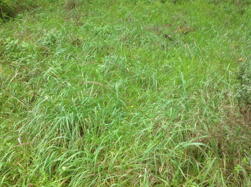 Elymus glaucus 9