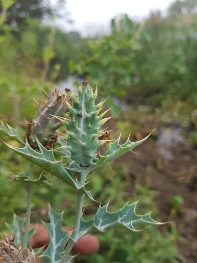 Argemone mexická 3