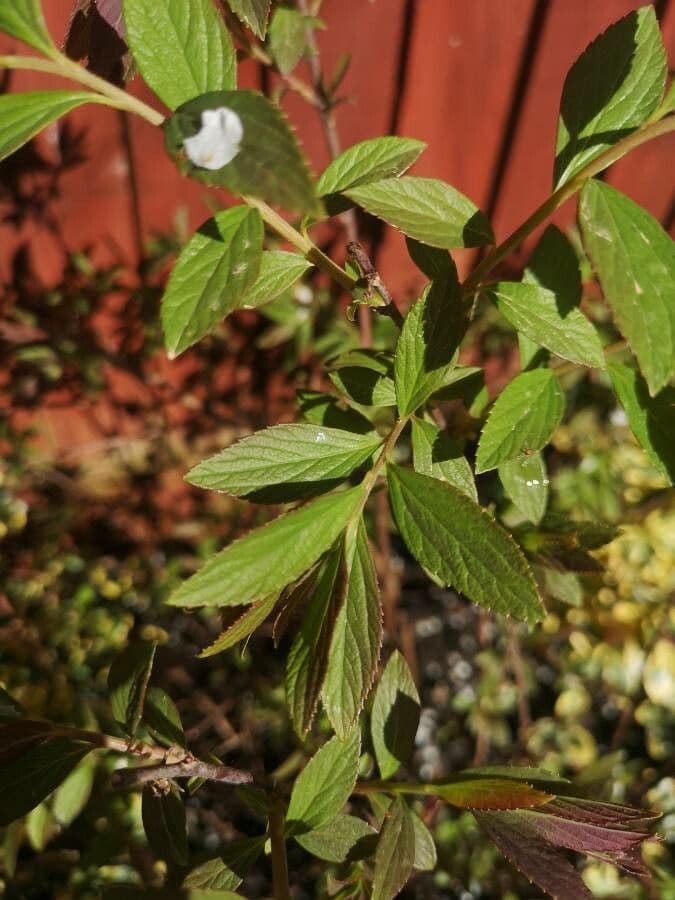 Reeve's spiraea 17