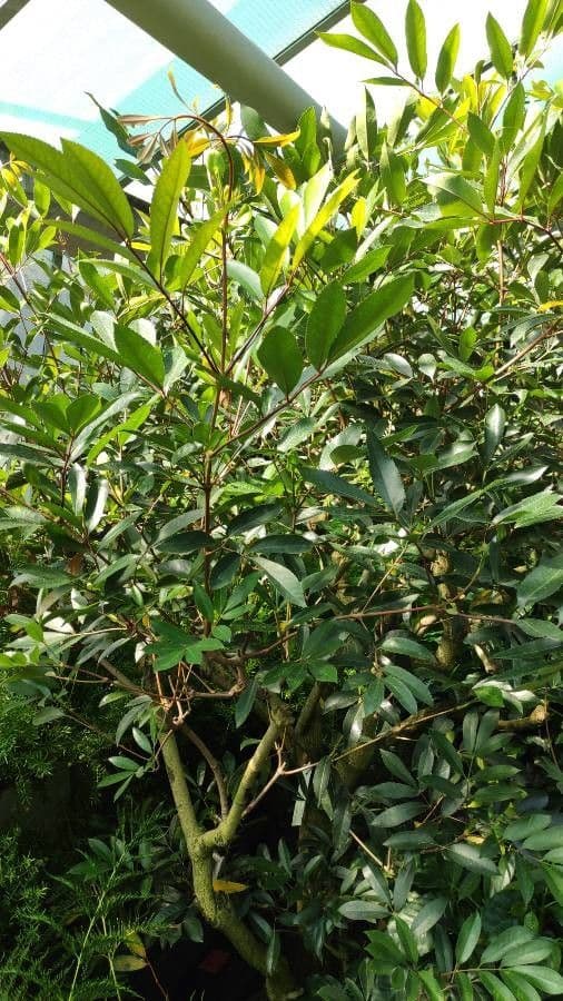 Butterlöffelbaum 8