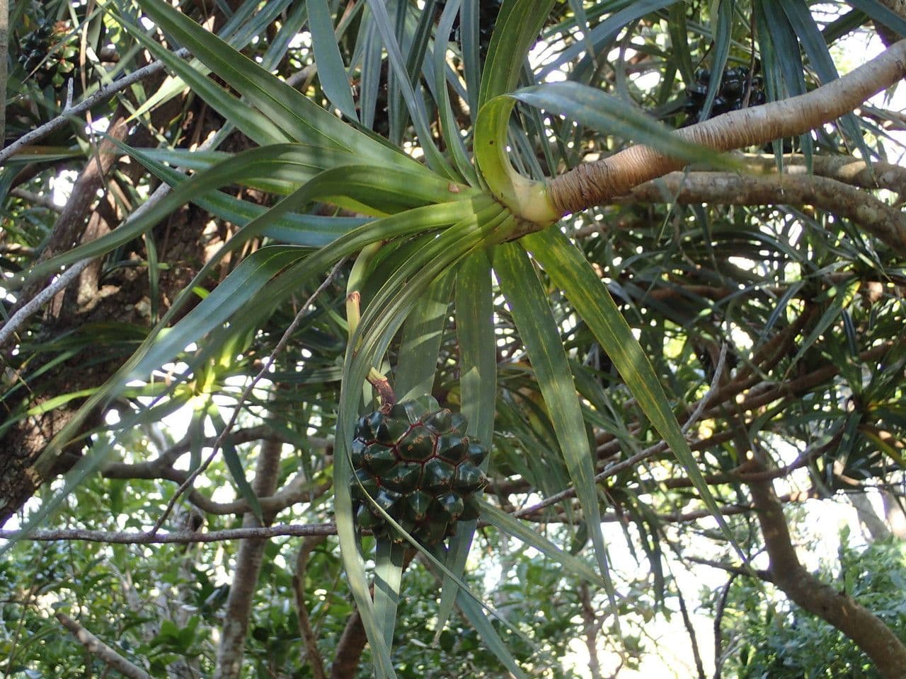 Pandanus 26